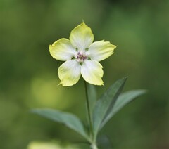 Lysimachia lanceolata