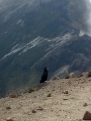 Daptrius carunculatus