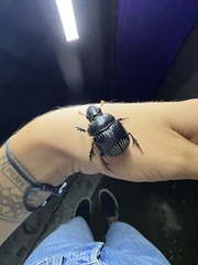 Dichotomius carolinus