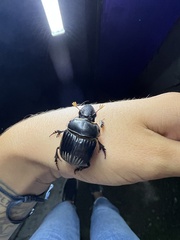 Dichotomius carolinus