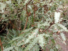 Olearia ilicifolia