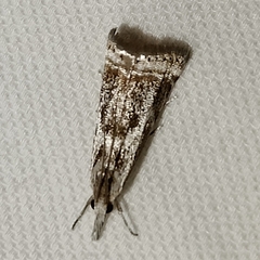 Microcrambus elegans