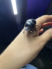 Dichotomius carolinus