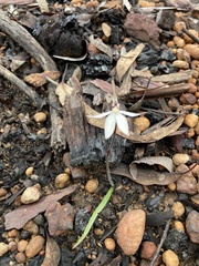 Caladenia saccharata