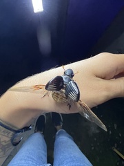 Dichotomius carolinus