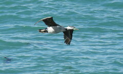 Phalacrocorax punctatus punctatus