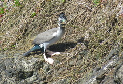 Phalacrocorax punctatus punctatus
