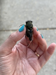 Neotibicen pruinosus