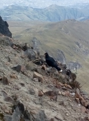 Daptrius carunculatus