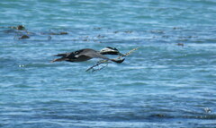 Phalacrocorax punctatus punctatus