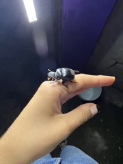 Dichotomius carolinus