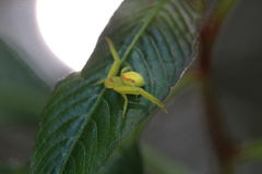 Misumenops callinurus