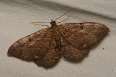 Rheumaptera meadii