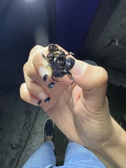 Dichotomius carolinus