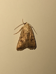 Caradrina clavipalpis