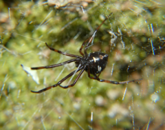 Latrodectus variolus