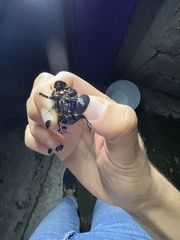 Dichotomius carolinus