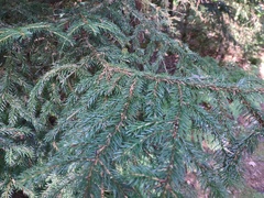 Pinaceae