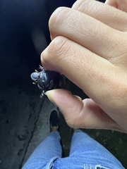 Dichotomius carolinus