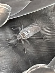 Hippoboscidae