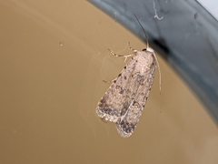 Caradrina clavipalpis