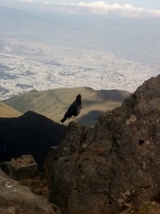 Daptrius carunculatus