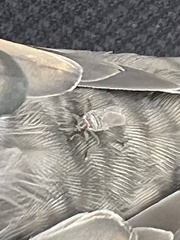 Hippoboscidae