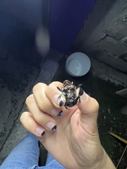 Dichotomius carolinus