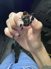 Dichotomius carolinus