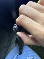 Dichotomius carolinus