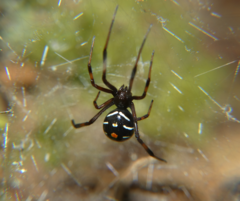 Latrodectus variolus
