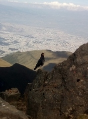 Daptrius carunculatus