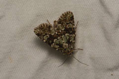 Lacinipolia