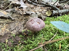 Lactarius quietus