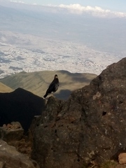 Daptrius carunculatus