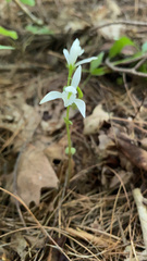 Triphora trianthophoros