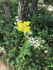 Patrinia scabiosifolia