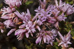 Andersonia parvifolia