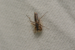 Empididae