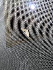 Eupithecia absinthiata