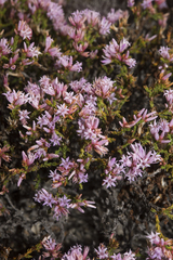 Andersonia parvifolia