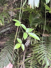 Tetrastigma