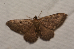 Rheumaptera meadii