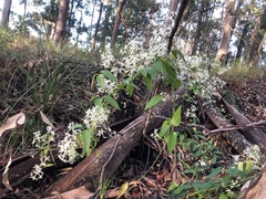 Clematis glycinoides