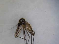 Aedes triseriatus