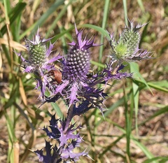 Eryngium leavenworthii