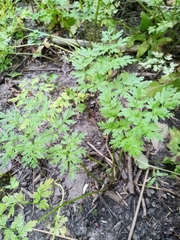 Anthriscus sylvestris