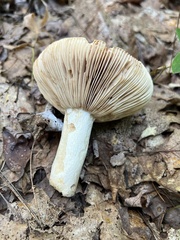 Russula compacta