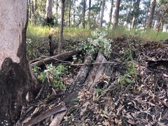 Clematis glycinoides