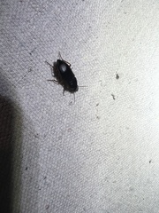 Harpalus pensylvanicus